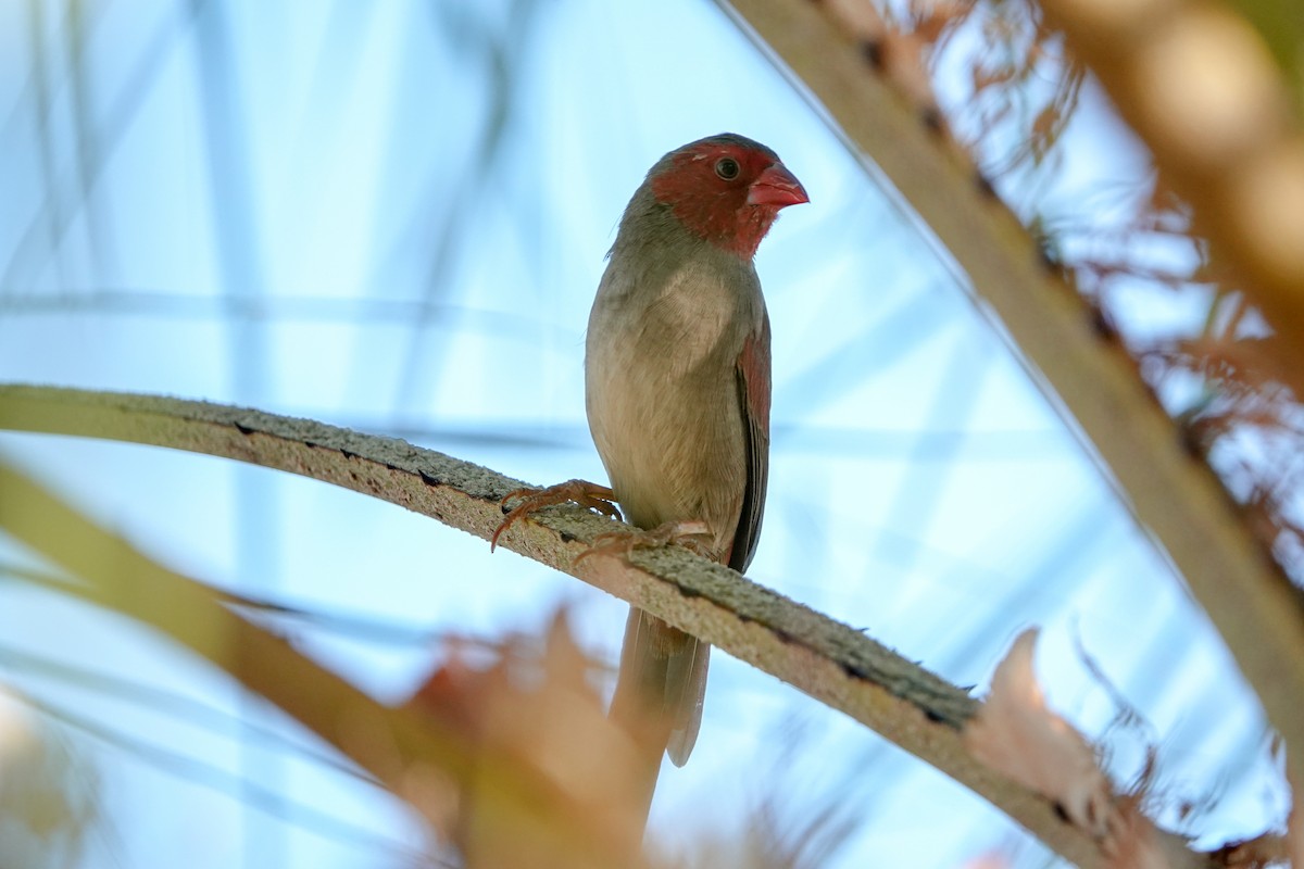 Crimson Finch (Black-bellied) - ML623186788