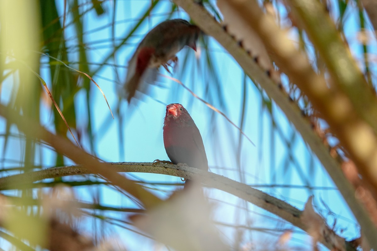 Crimson Finch (Black-bellied) - ML623186789