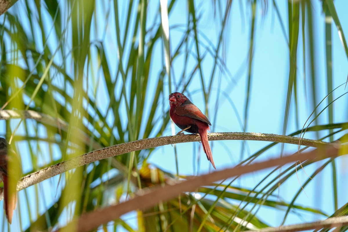 Crimson Finch (Black-bellied) - ML623186790