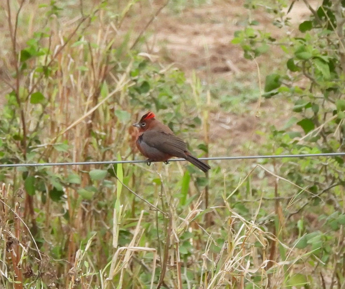 Red-crested Finch - ML623186857