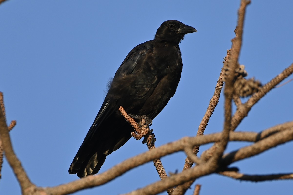 American Crow - ML623186863