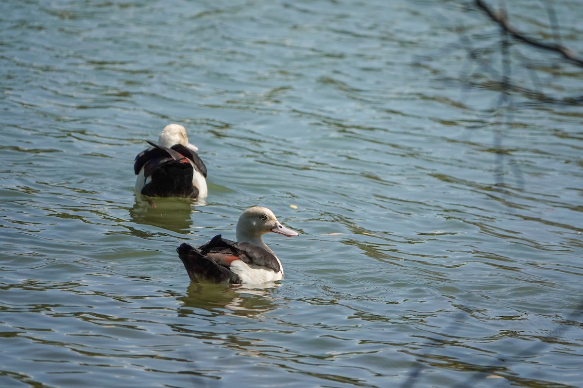 Radjah Shelduck - ML623186887