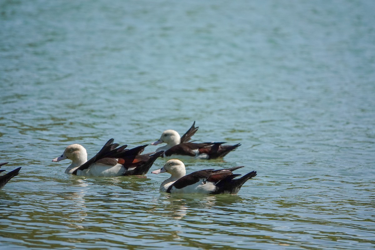 Radjah Shelduck - ML623186888