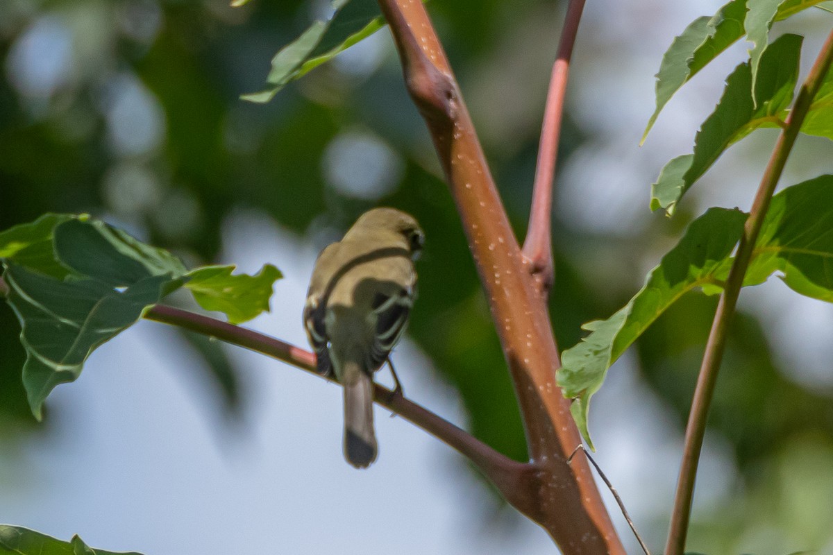 Least Flycatcher - ML623186946