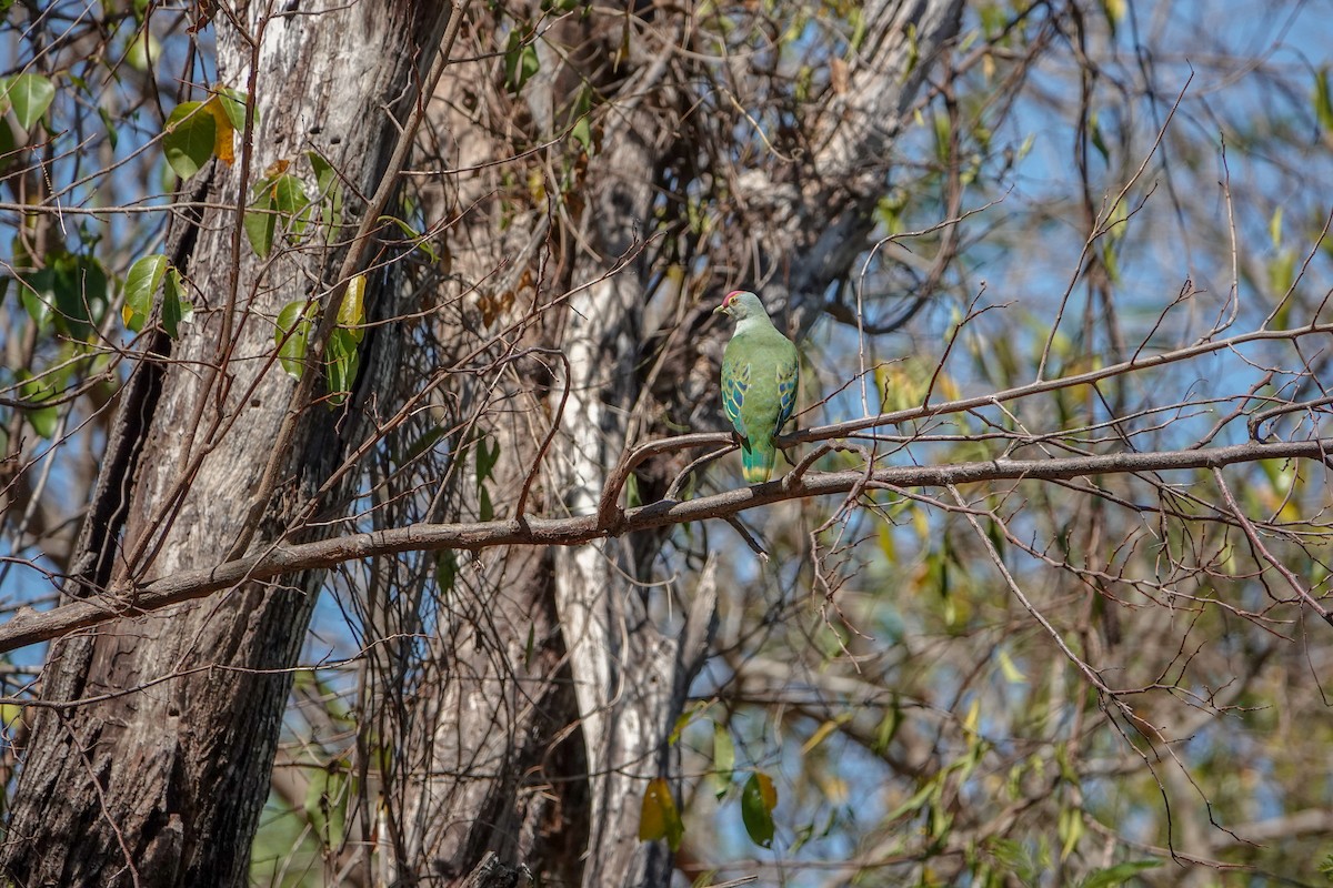 Rose-crowned Fruit-Dove - ML623187009