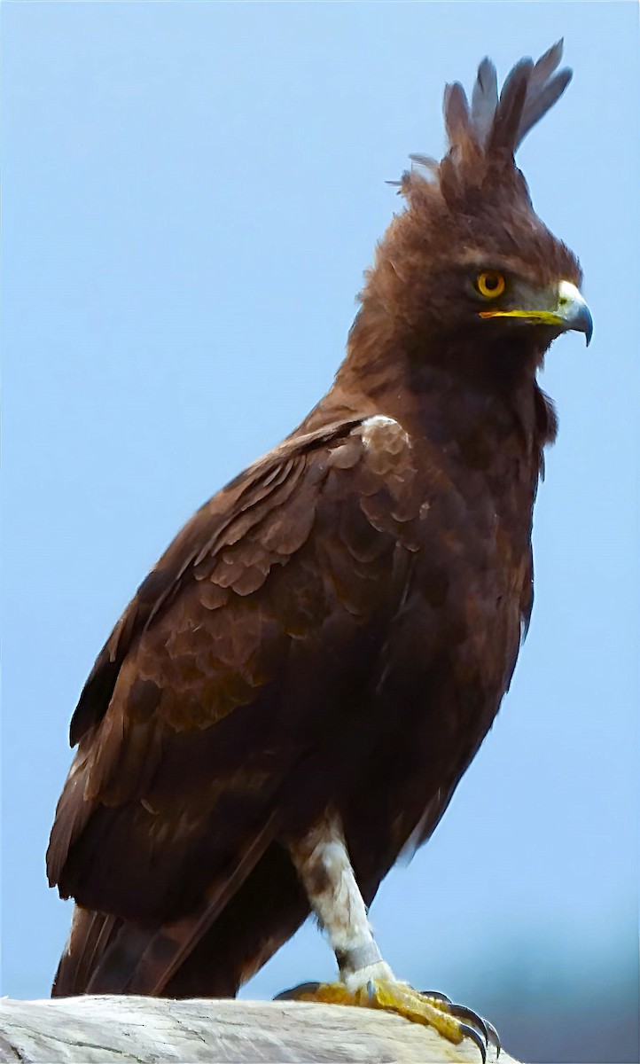 Long-crested Eagle - ML623187010