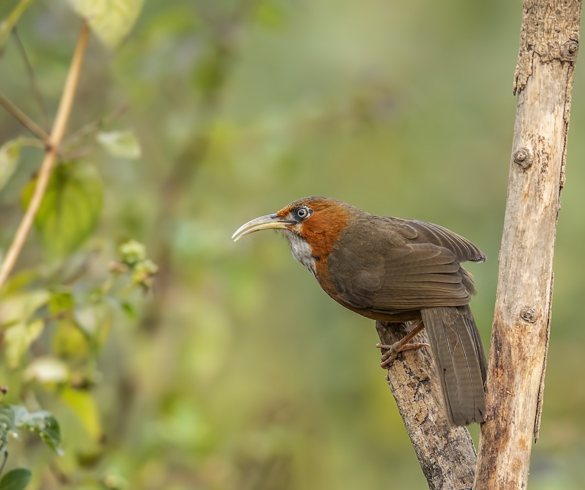 Rusty-cheeked Scimitar-Babbler - ML623187057