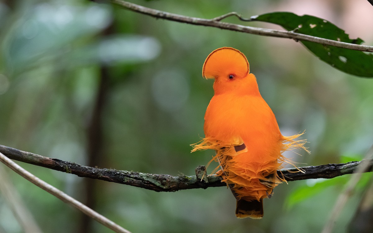 Guianan Cock-of-the-rock - ML623187085