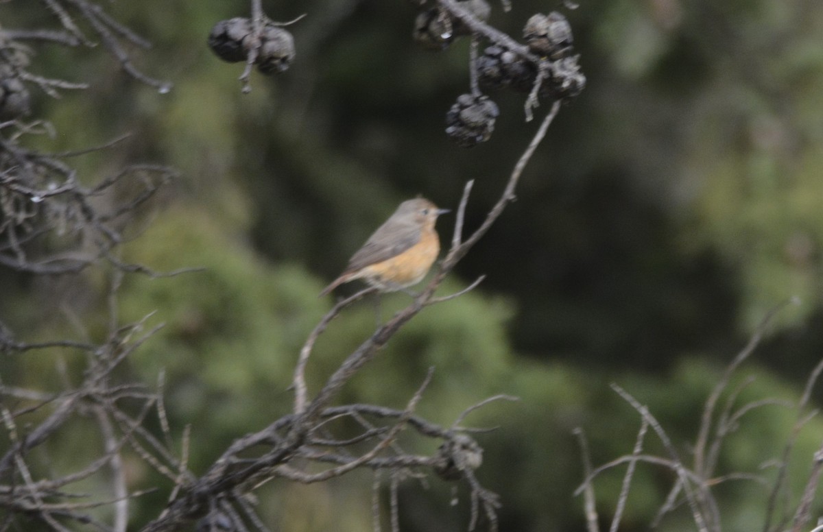 Moussier's Redstart - ML623187092