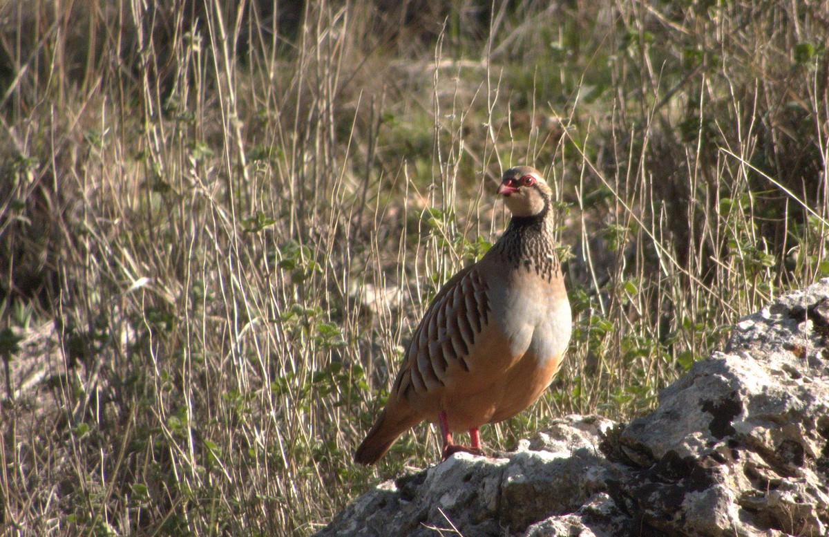 Red-legged Partridge - ML623187132