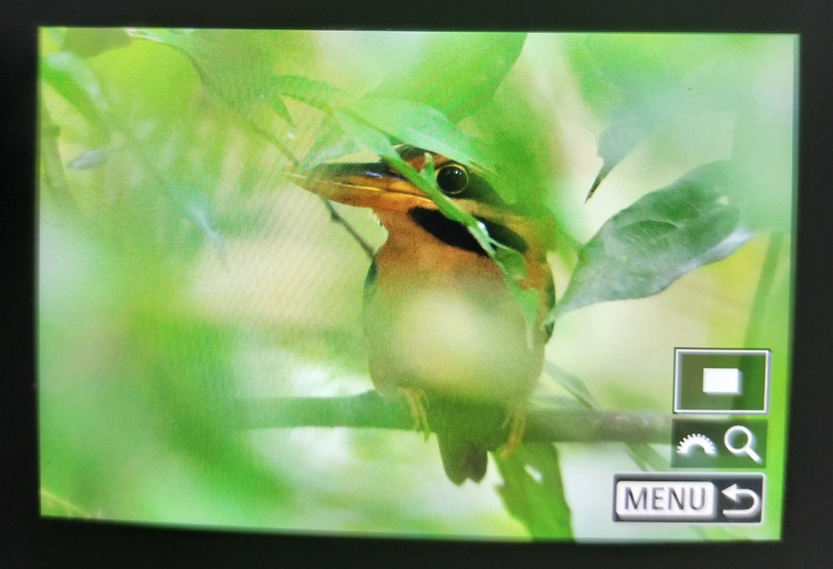 Rufous-collared Kingfisher - ML623187181