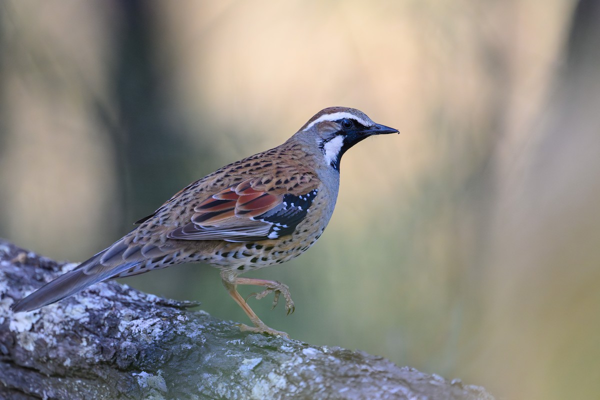 Spotted Quail-thrush - ML623187183