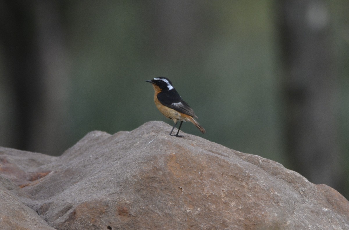 Moussier's Redstart - ML623187185