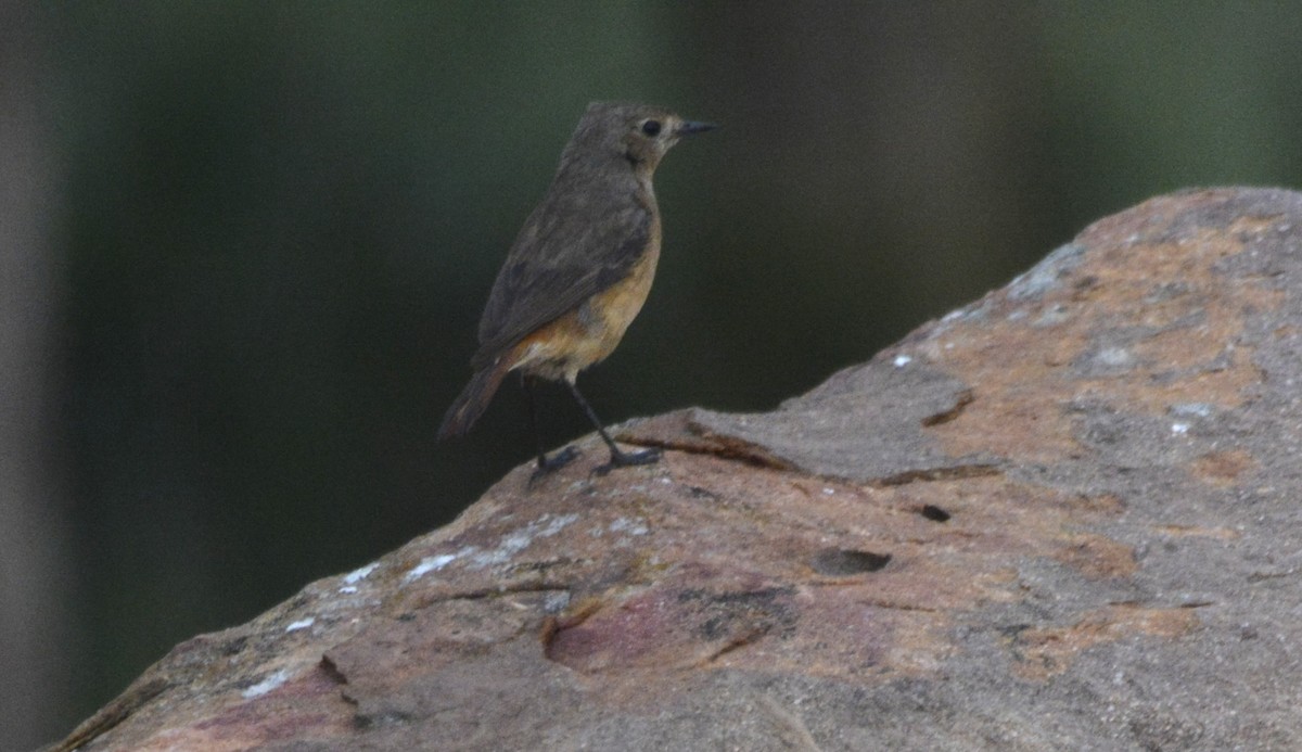 Moussier's Redstart - ML623187189