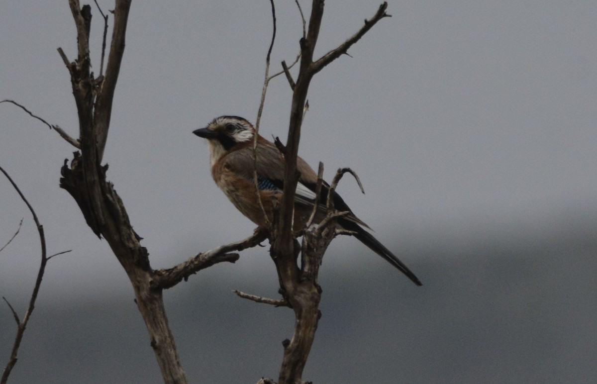 Eurasian Jay (Black-crowned) - ML623187192