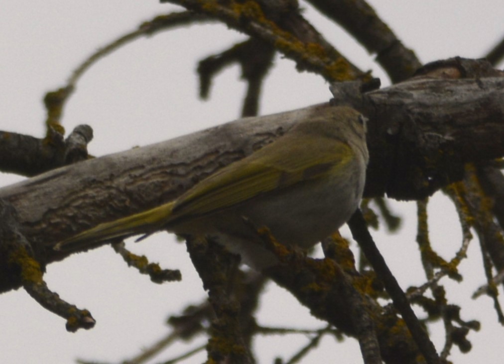 Bonelli Çıvgını - ML623187197