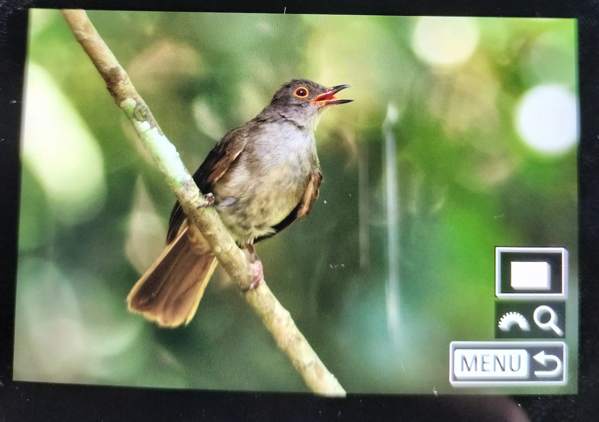 Spectacled Bulbul - ML623187213