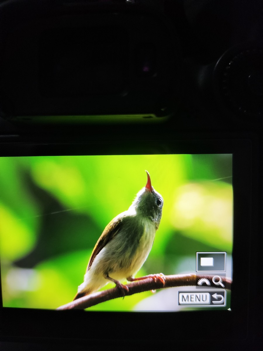 Temminck's Sunbird - ML623187250