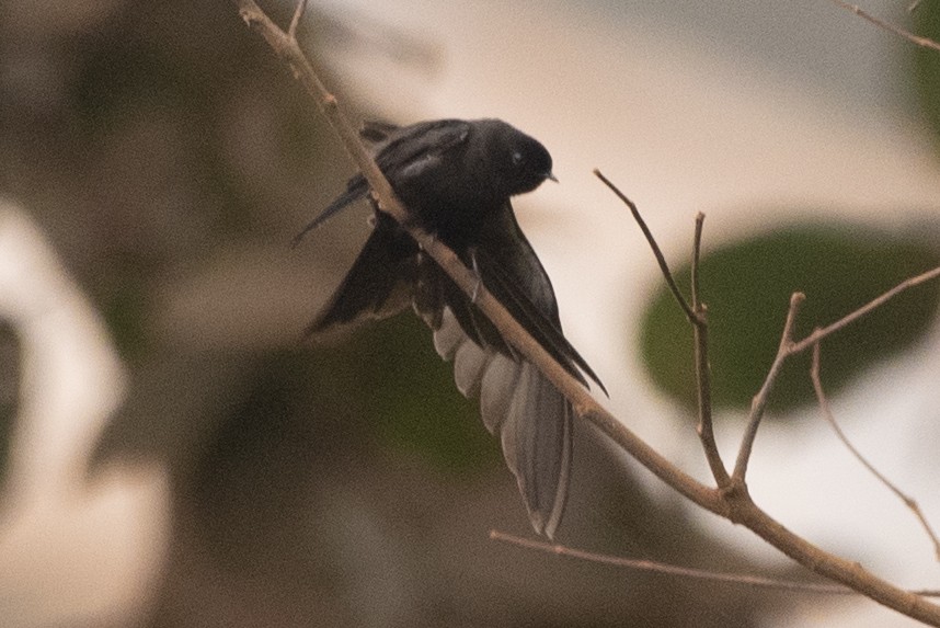 Black Sawwing - Jaap Van der Waarde