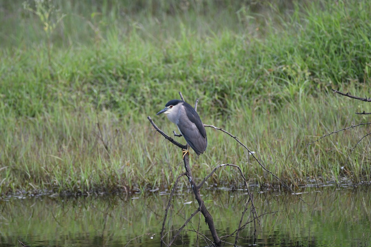 Black-crowned Night Heron - ML623187294