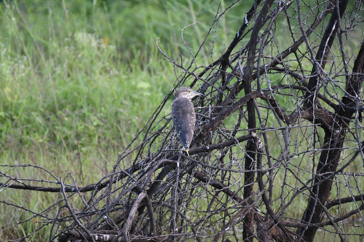 Black-crowned Night Heron - ML623187295