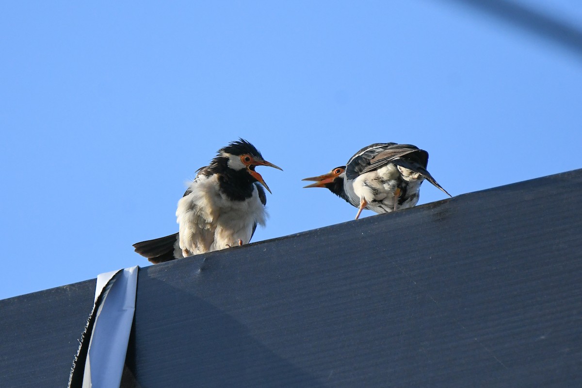 Indian Pied Starling - ML623187308