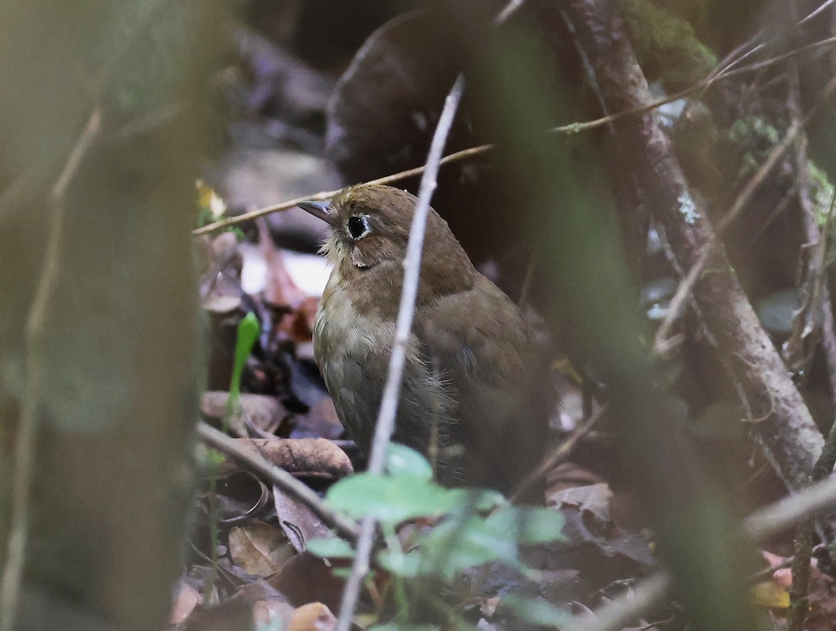 Perija Antpitta - ML623187313