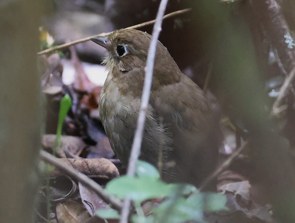 Perija Antpitta - ML623187314