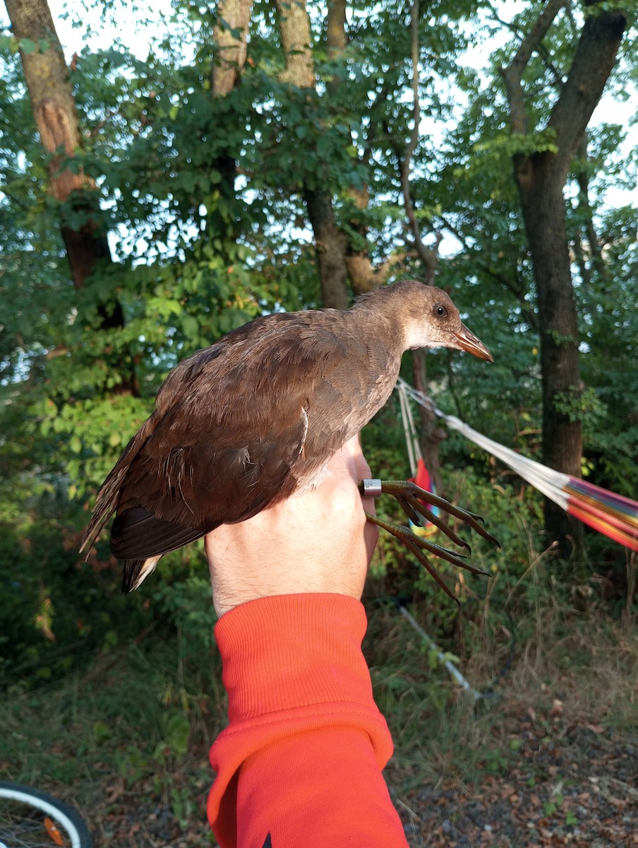 Gallinule poule-d'eau - ML623187322