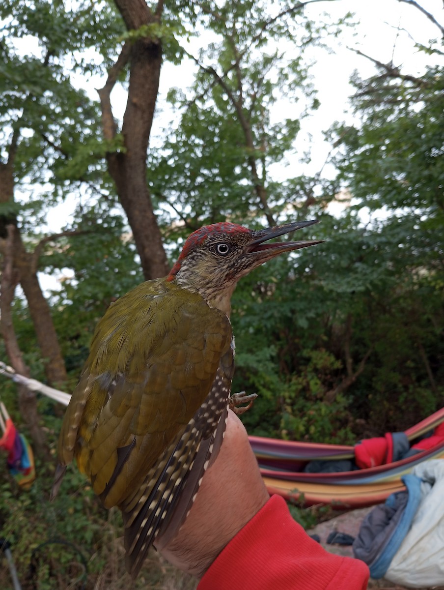 Eurasian Green Woodpecker - ML623187332