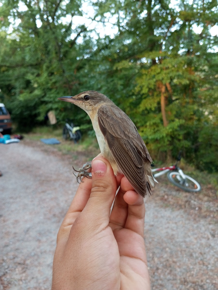 Great Reed Warbler - Andraž Ščavničar