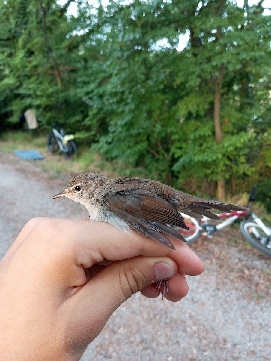 Cetti's Warbler - ML623187358