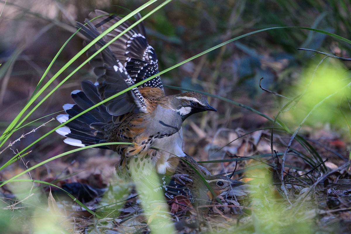 Spotted Quail-thrush - ML623187405