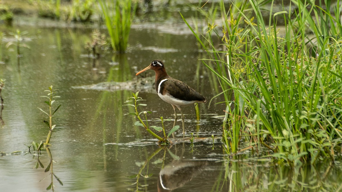 Greater Painted-Snipe - ML623187408