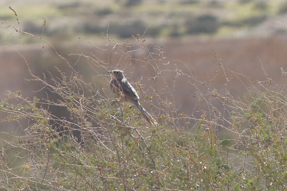 Arabian Babbler - ML623187496