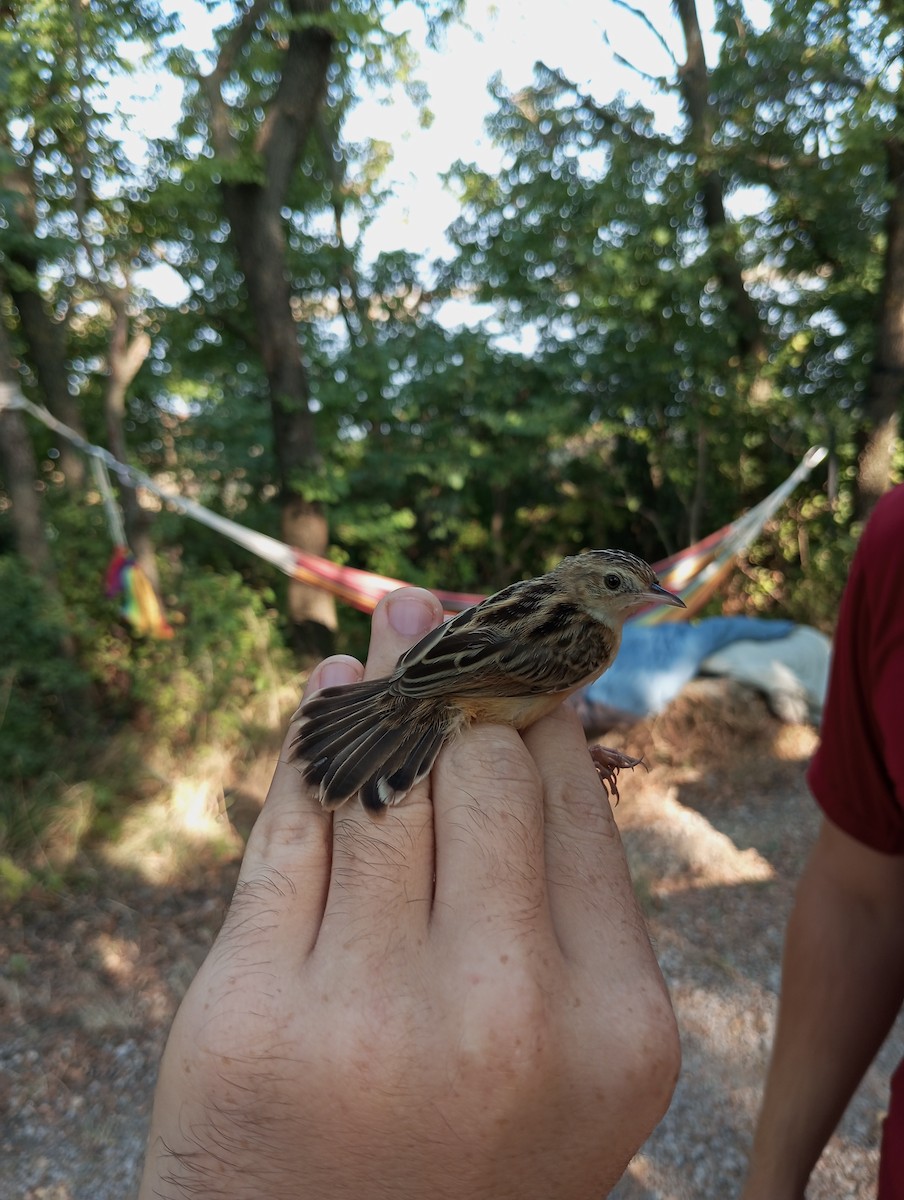 Zitting Cisticola - ML623187523