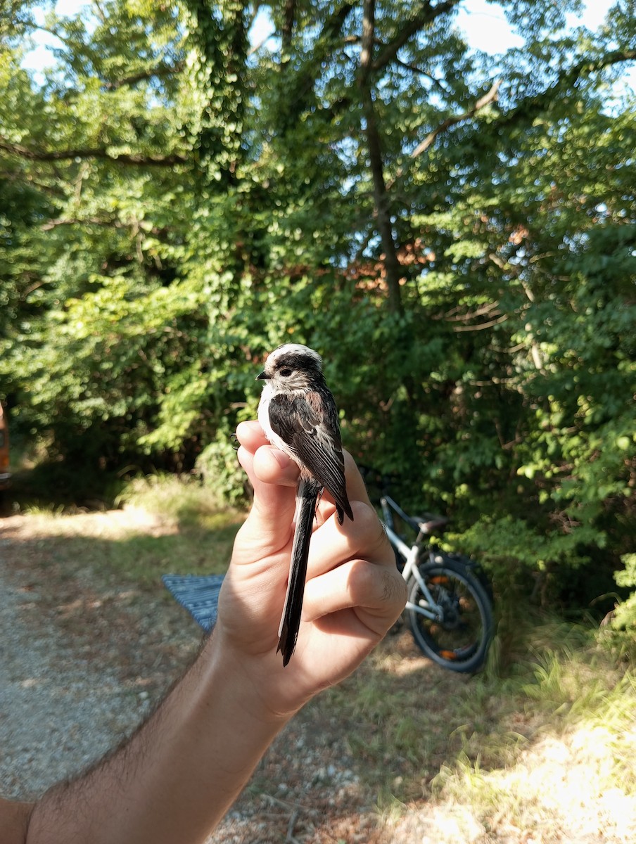 Long-tailed Tit - ML623187527