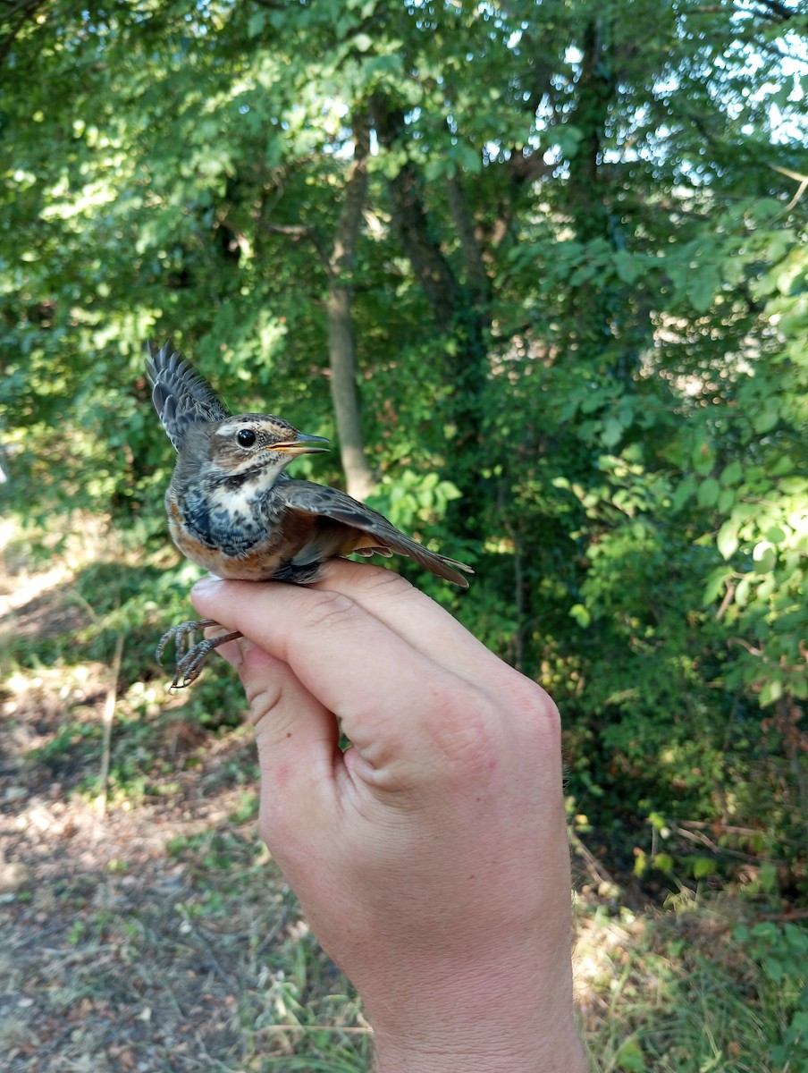 Bluethroat - ML623187551