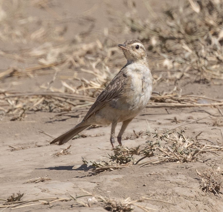 Plain-backed Pipit - ML623187552