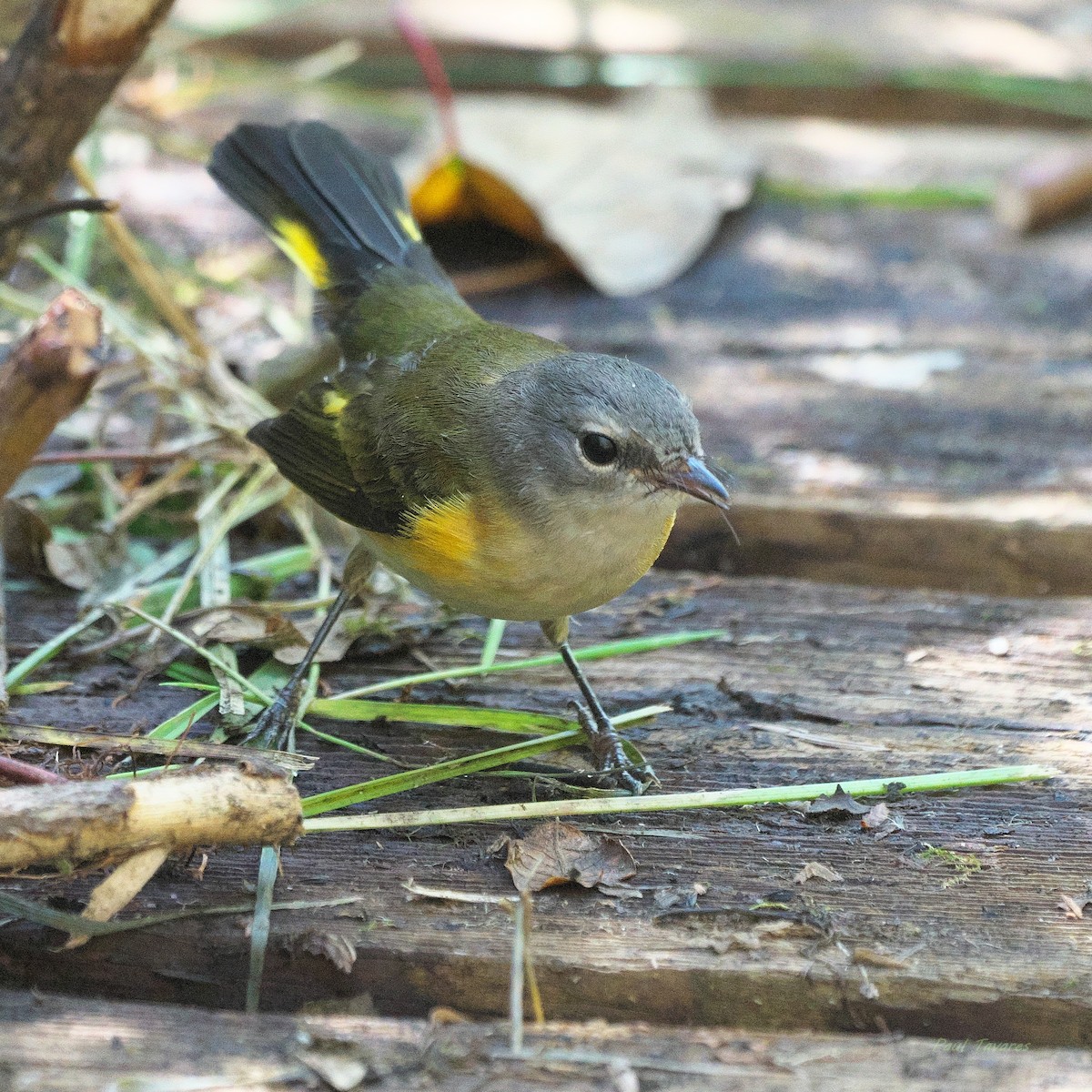 American Redstart - ML623187855