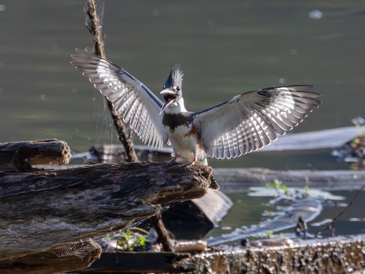 Belted Kingfisher - ML623187893