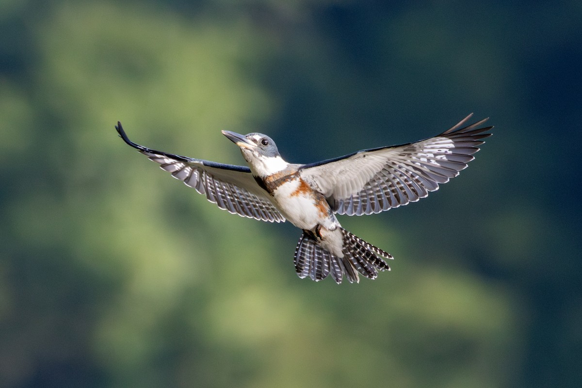 Belted Kingfisher - ML623187894