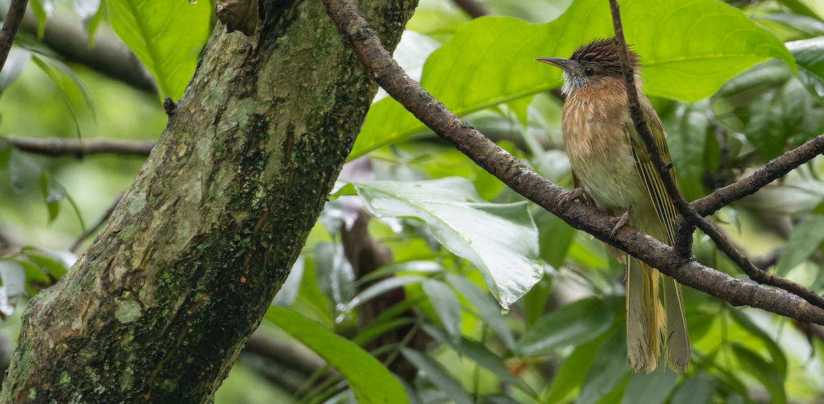 Mountain Bulbul - ML623187914