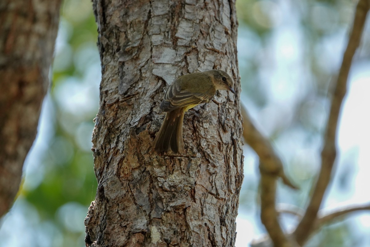 Lemon-bellied Flyrobin (Lemon-bellied) - Guillaume Calcagni