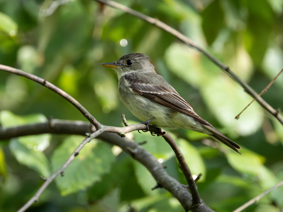 Eastern Wood-Pewee - ML623187949