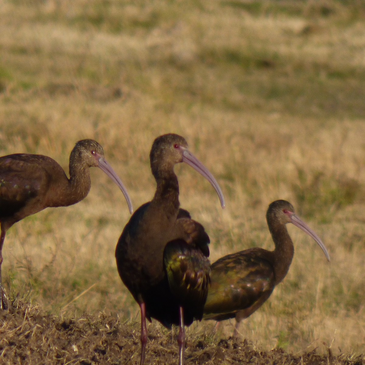 White-faced Ibis - PAULA ARNAIZ