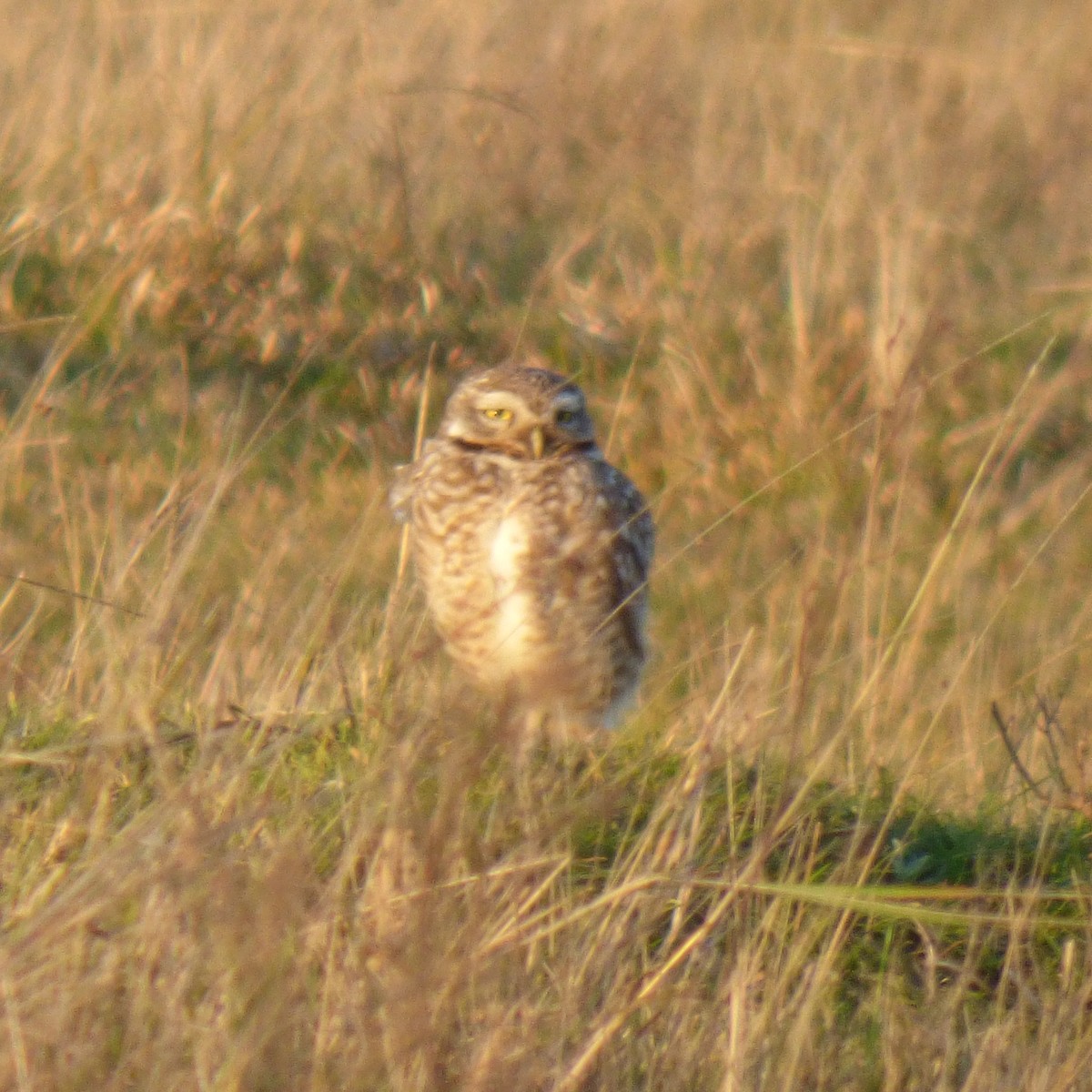 Burrowing Owl - ML623188047