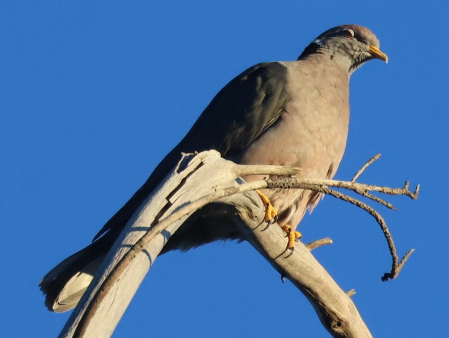 Band-tailed Pigeon - ML623188130