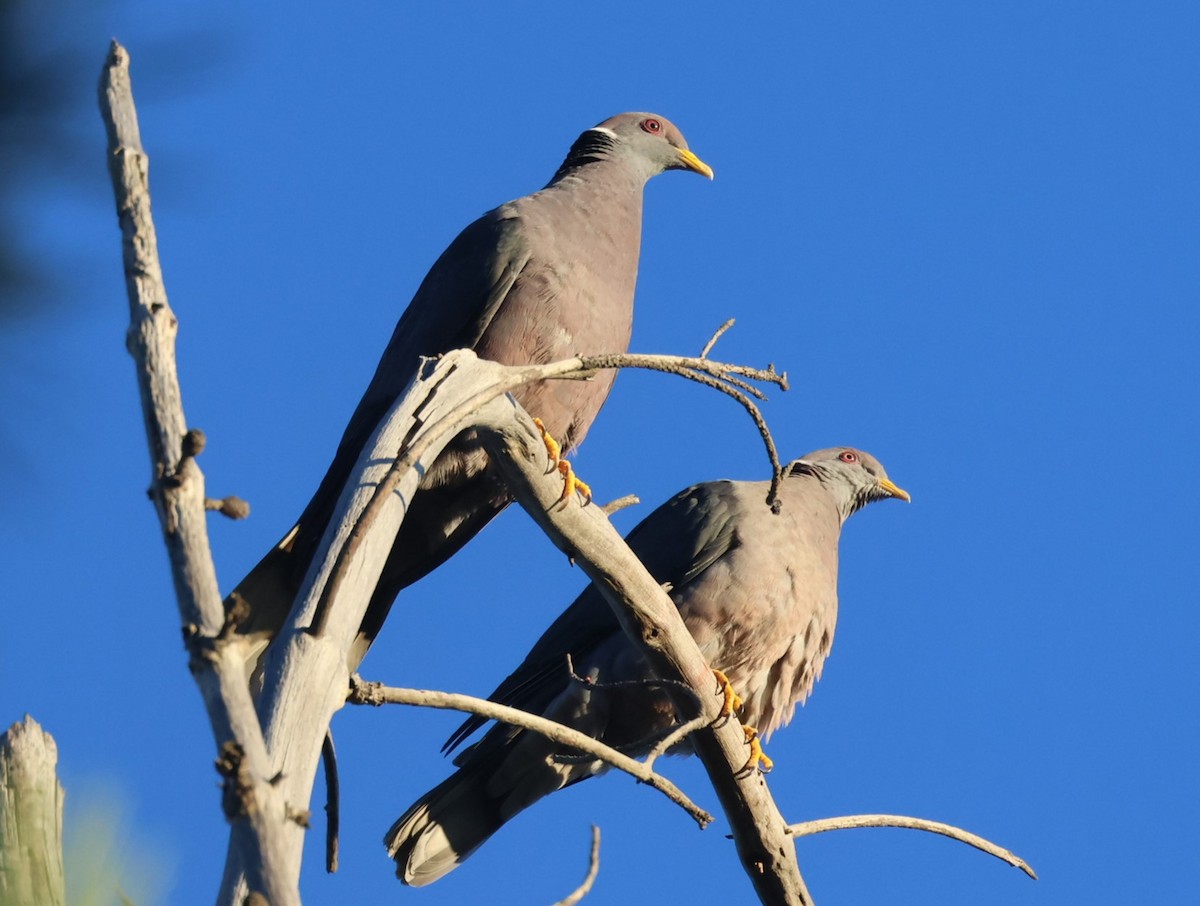 Band-tailed Pigeon - ML623188131