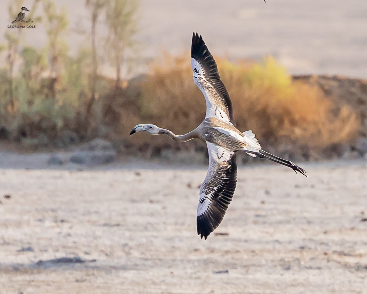 Greater Flamingo - ML623188181